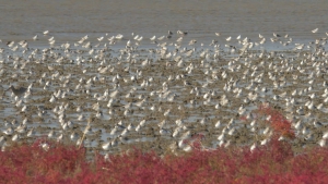 さわやか自然百景「佐賀 東よか干潟」の詳細ページへ
